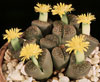 Lithops hookeri v.marginata-