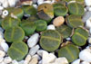 Lithops lesliei f. Albinica-