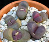 Lithops optica f. rubra-