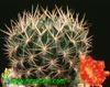 Lobivia acanthoplegma-
