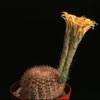 Lobivia aurea-Golden easter Lily cactus