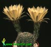 Lobivia famatimensis-Orange Cob cactus