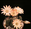 Lobivia hybrid-Lobivia hybrid