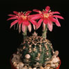 Lobivia pusilla-