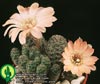 Lobivia pygmaea-