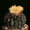 Malacocarpus erinaceus-