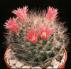 Mammillaria bocasana v. roseiflora-Mammillaria roseiflora