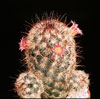 Mammillaria microhelia-Golden Stars, Lady Fingers