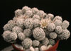 Mammillaria gracilis-M. gracilis
