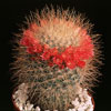 Mammillaria rekoi subsp. aureispina-Mammillaria rekoi