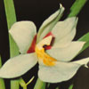 Miltoniopsis species-Miltoniopsis sp.