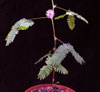 Mimosa pudica-sensitive plant