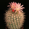 Neoporteria nidus v. gerocephala- 