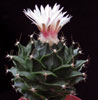 Obregonia denegrii-Artichoke cactus