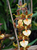 Odontocidium hybrid-Odontocidium hybrid