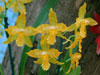 Odontoglossum hybrid-Odontoglossum hybrid