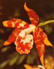 Odontoglossum species-Odontoglossum sp.