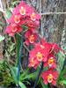 Odontonia hybrid-Odontonia hybrid