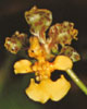 Oncidium species-Oncidium sp.