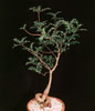 Operculicaria decaryi-operculicaria