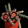 Orbeanthus hardyi-