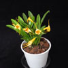 Masdevallia sp.-Masdevallia species