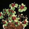 Oxalis deppei-False shamrock