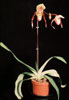 Paphiopedilum hybrid-Paphyopedilum hybrid