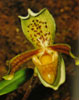 Paphiopedilum insigne-