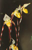 Paphiopedilum philippinense-Paphiopedilum philippinense