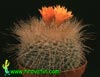 Parodia herzogii- 