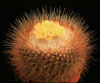 Parodia mutabilis- 