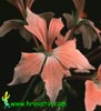Pelargonium peltatum - Leafed geranum