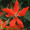 Pelargonium peltatum - Leafed geranum