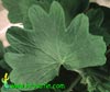 Pelargonium peltatum - Leafed geranum