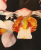 Phaius species-Phaius sp.
