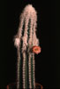 Pilosocereus palmeri-Woolly Torch