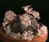 Rebutia albiflora-Rebutia albiflora