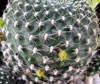 Rebutia krainziana v. albiflora-