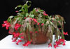 Schlumbergera truncata-Christmas cactus, Crab cactus