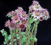 Sempervivum species-