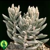 Senecio haworthii-Woolly senecio
