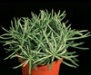 Senecio himalaya-