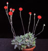 Senecio abyssinicus-Senecio