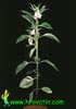 Sesamum indicum-Sesame