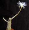 Echinopsis mirabilis-