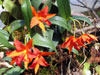 Sophrolaeliocattleya hybrid-Sophrolaeliocattleya h.
