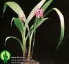 Spathoglottis species-Spathoglottis sp.