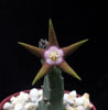 Stapelia flavopurpurea-