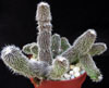 Stapelianthus pilosus-